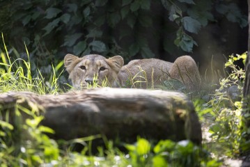 Young asian lion female hiding