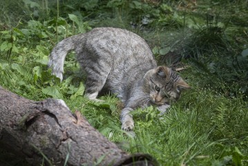 European wild cat playing with food