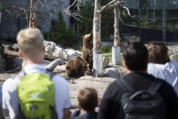 People watching the bears eat