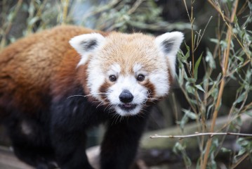 Red panda male