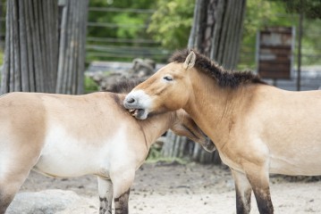 Przewalski's wild horses scratching each other