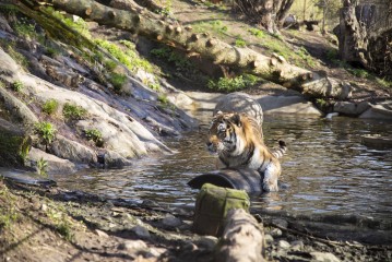 Amur tiger (male) playing with a barrel