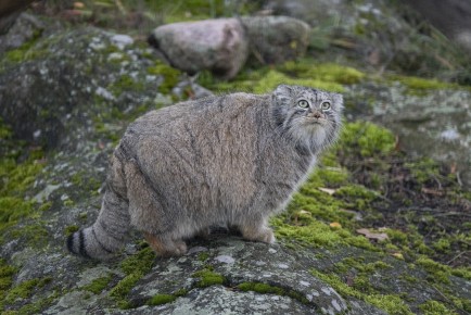 Pallas's cat (female)