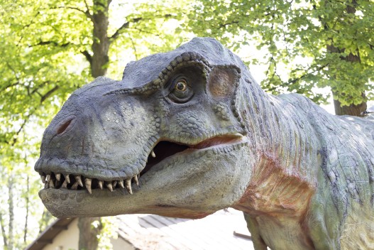 Dinosaur exhibit: Tyrannosaurus rex