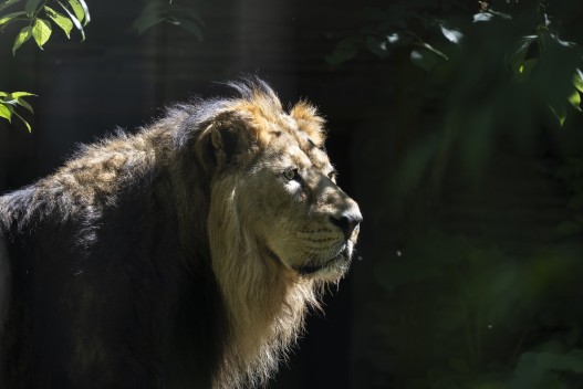 Asiatic lion (male)