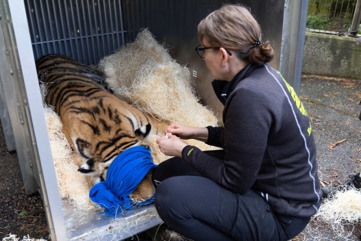 Amur tiger Ohana moves to Tallinn Zoo