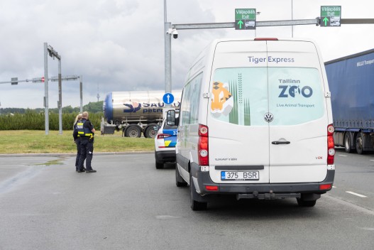 Amur tiger Ohana moves to Tallinn Zoo