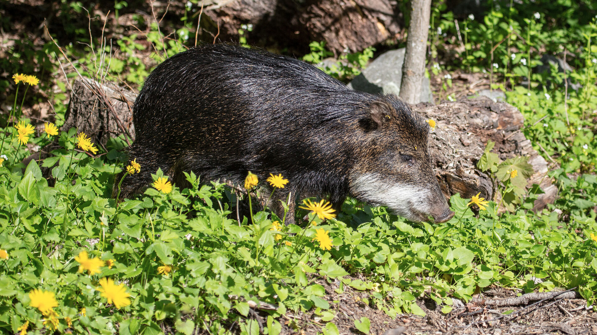 El imet Korkeasaaressa Korkeasaari