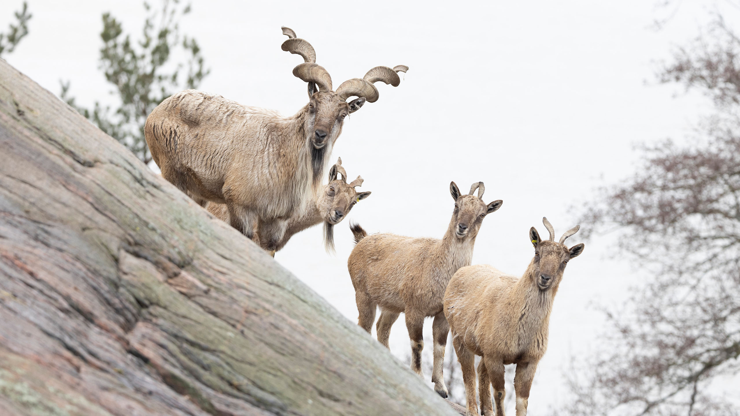 Markhor-lauma kallioilla