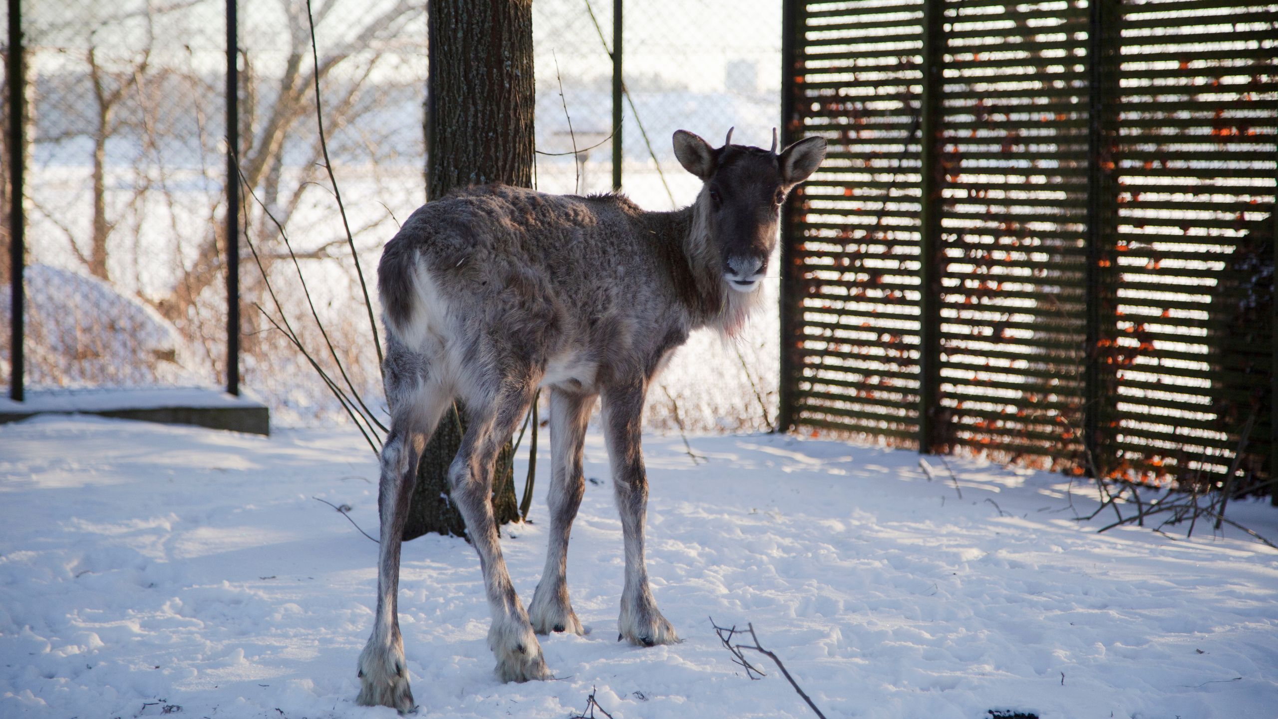 Metsäpeura Villieläinsairaalassa