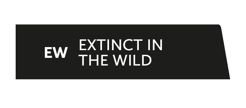 EW - extinct in the wild