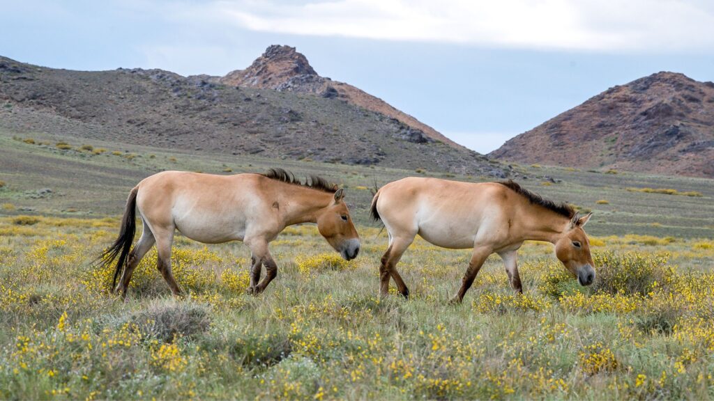 Mongolianvillihevoset luonnossa arolla