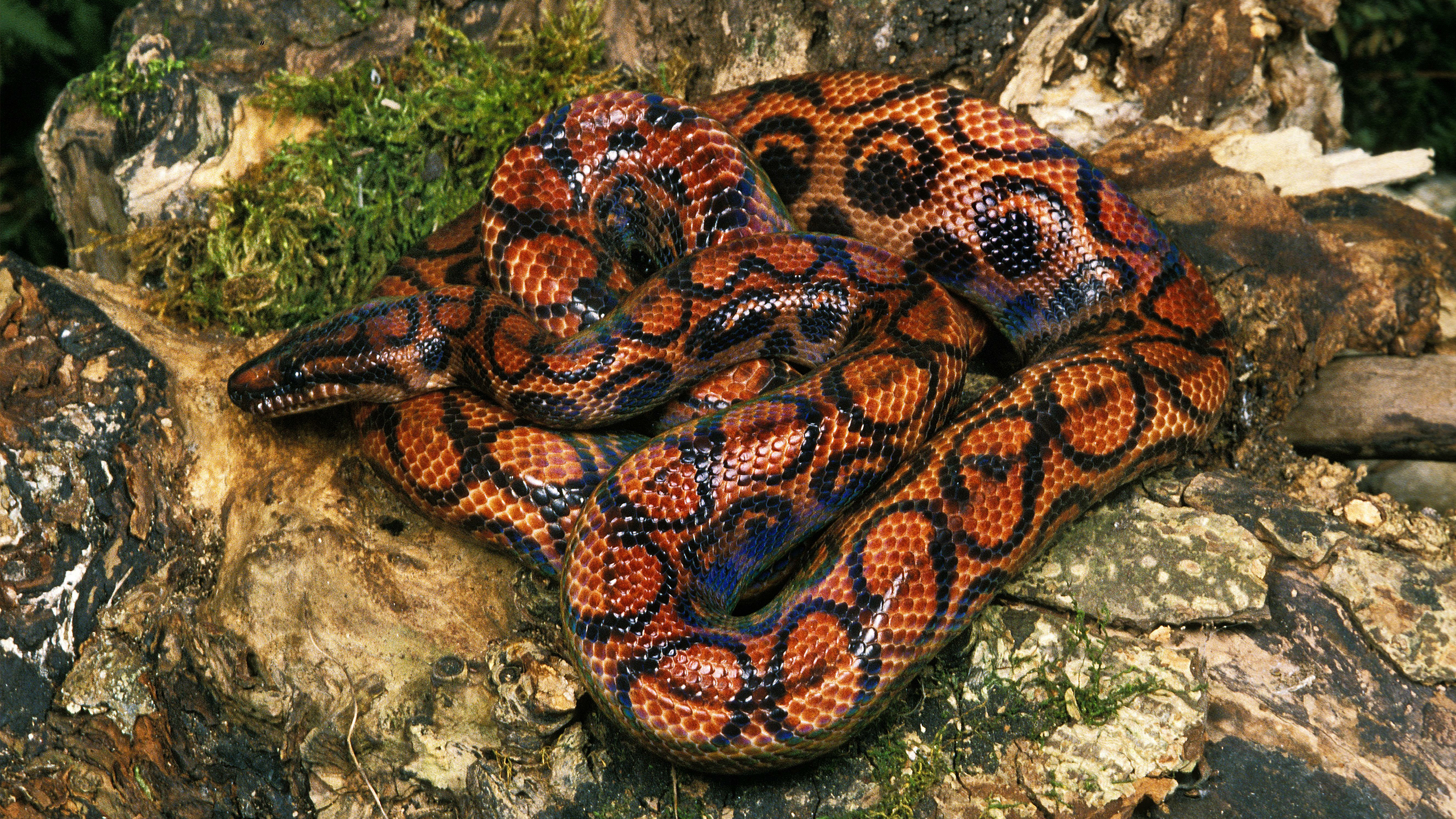 brasiliansateenkaariboa