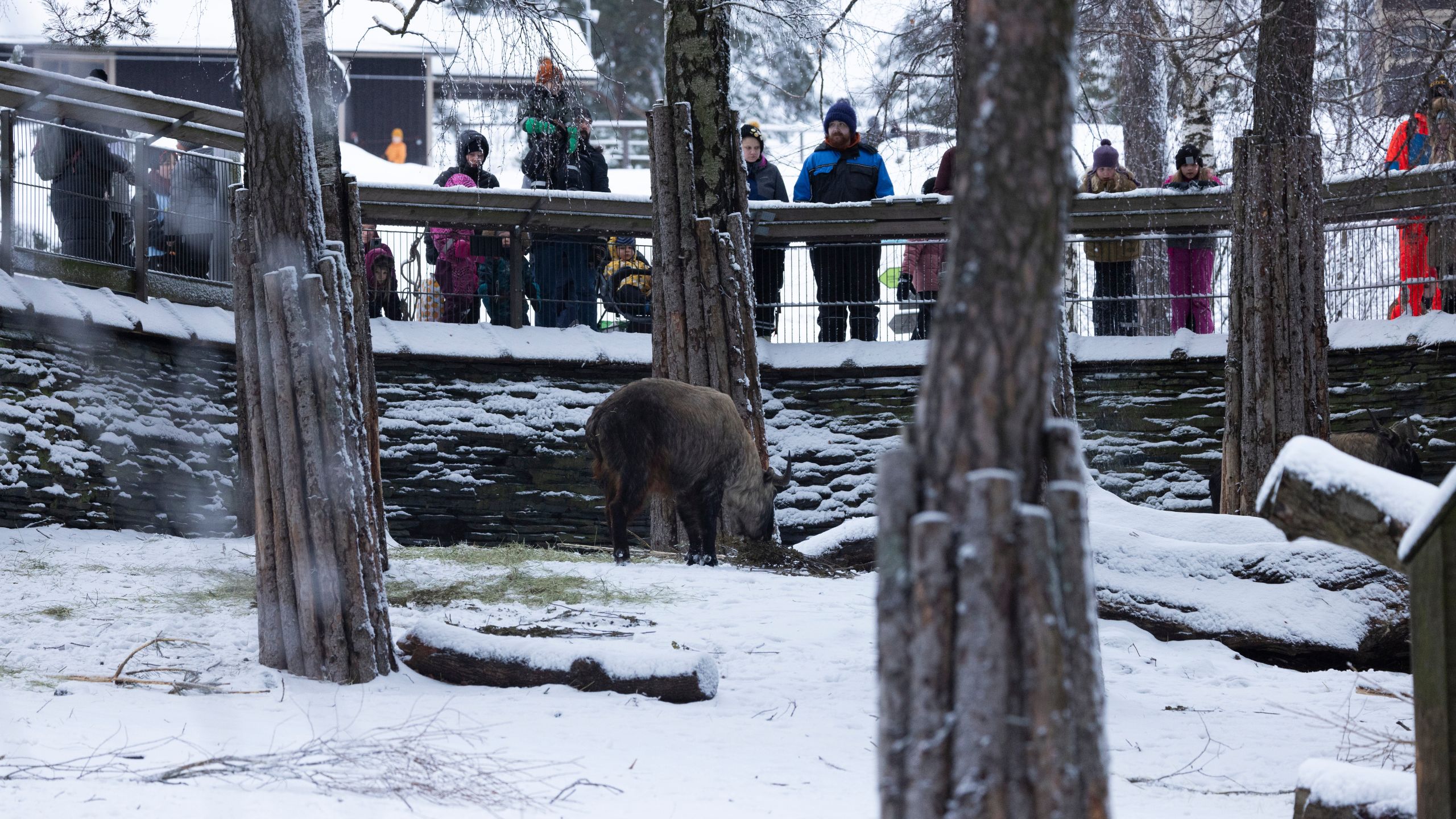 Ihmisiä seuraamassa takinien ruokintaa