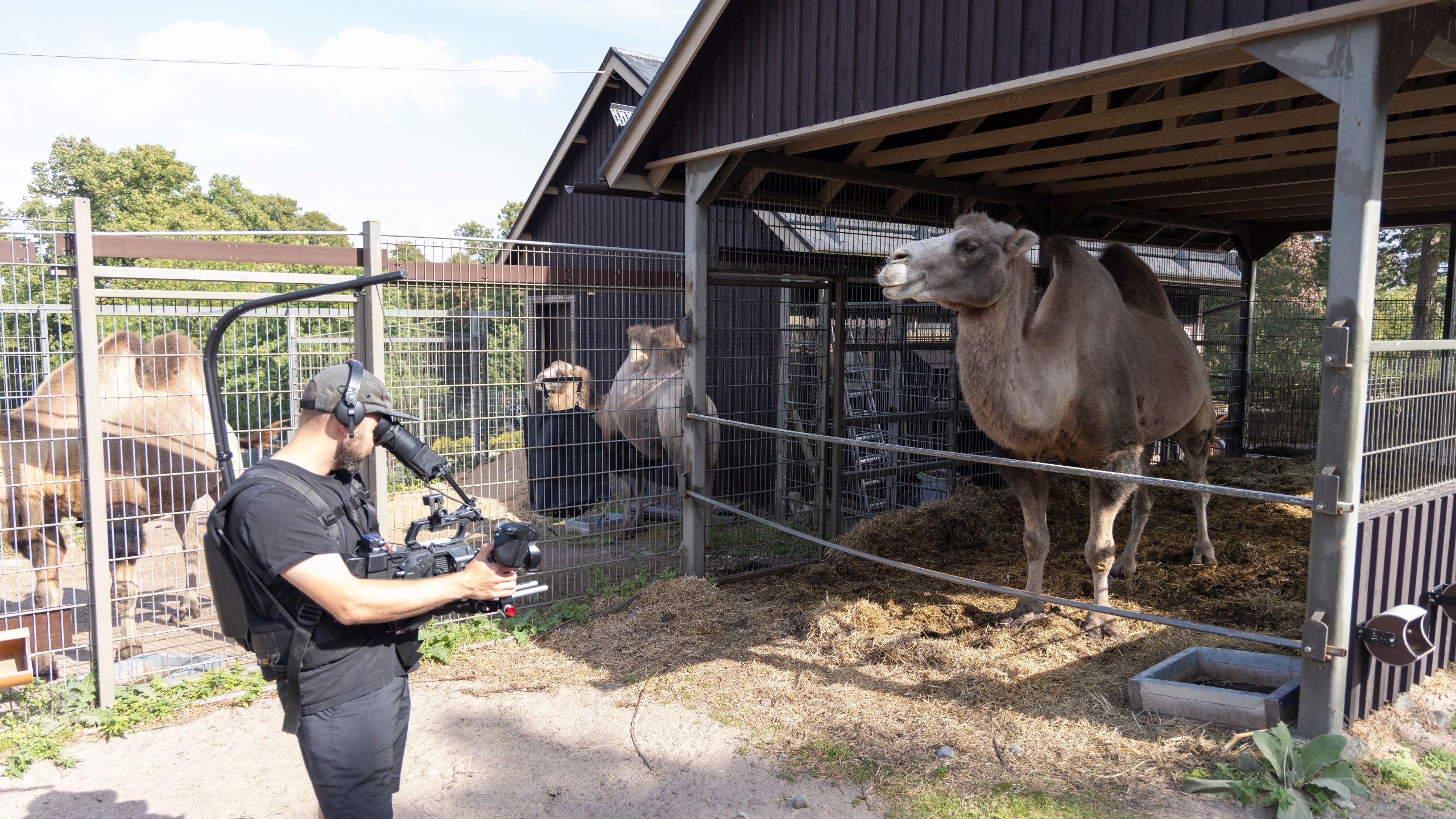 Tv-sarjan kuvaaja kuvaa kamelia