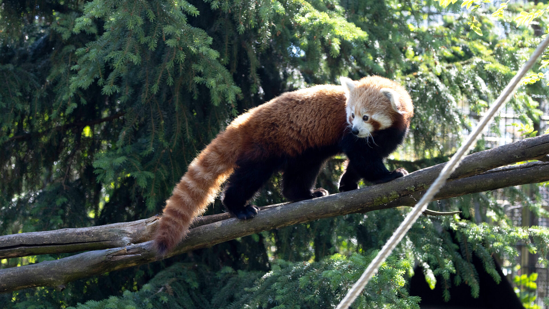 pikkupanda