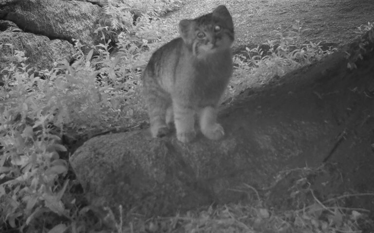 Manuli mustavalkeassa riistakamerakuvassa